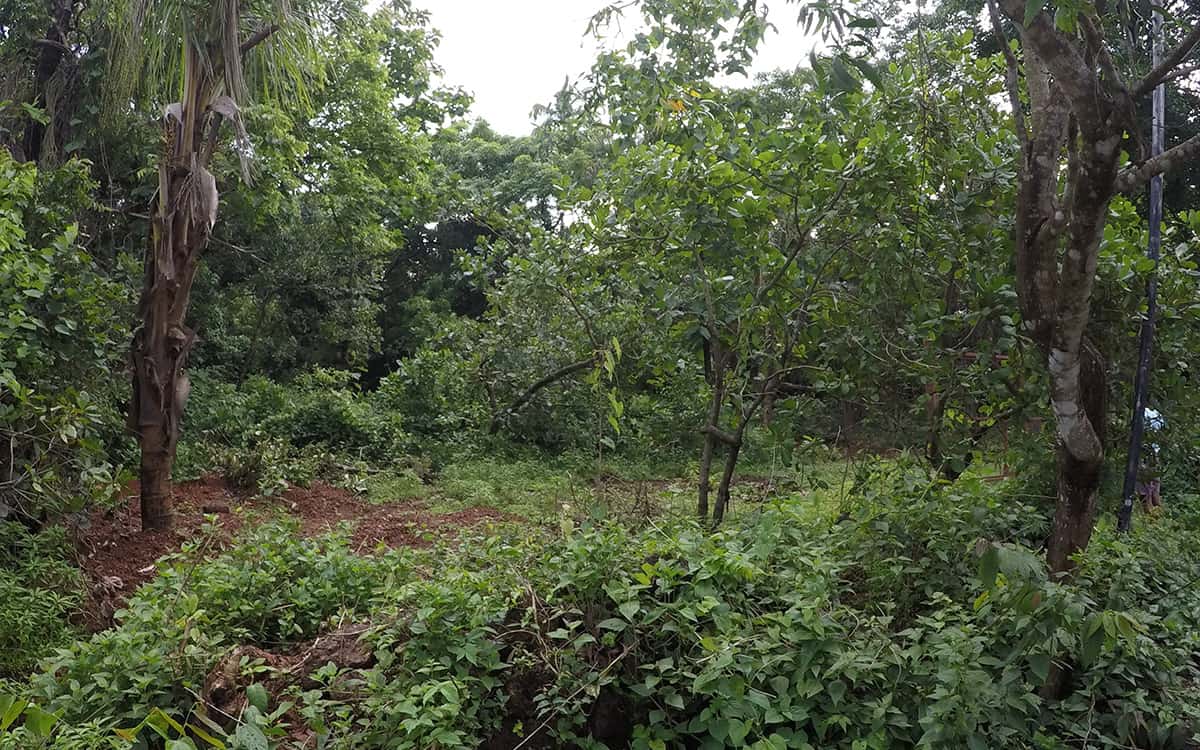 bella-piante-plot