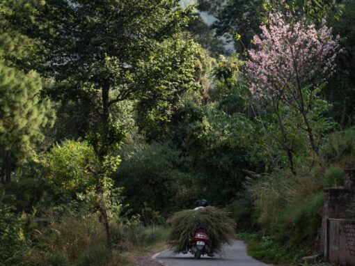 The Nilgiris in May: Summer at Its Most Elevated
