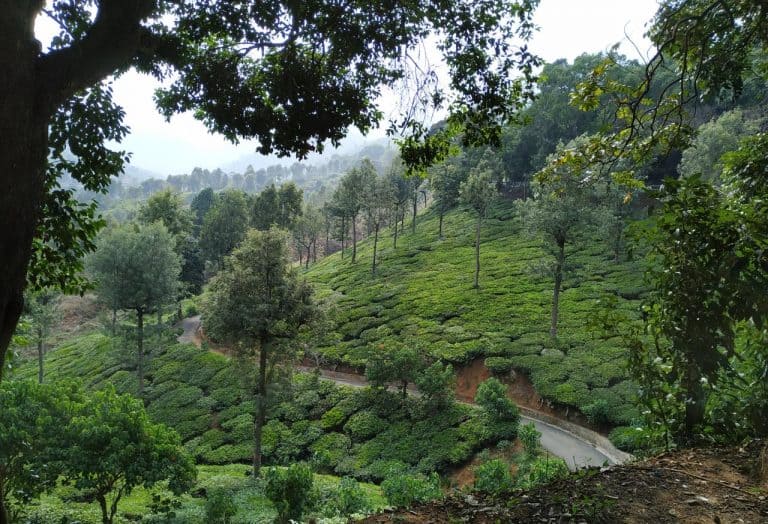 Beautiful Nilgiri hills