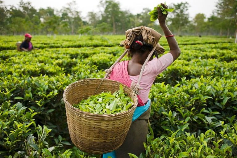 Tea plantation