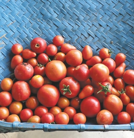 From Farm to Table - Tomato