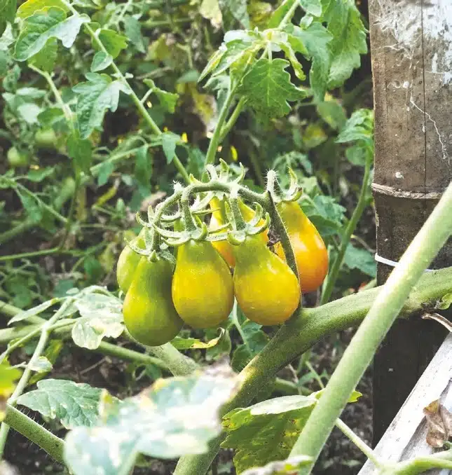 From Farm to Table Vegetable