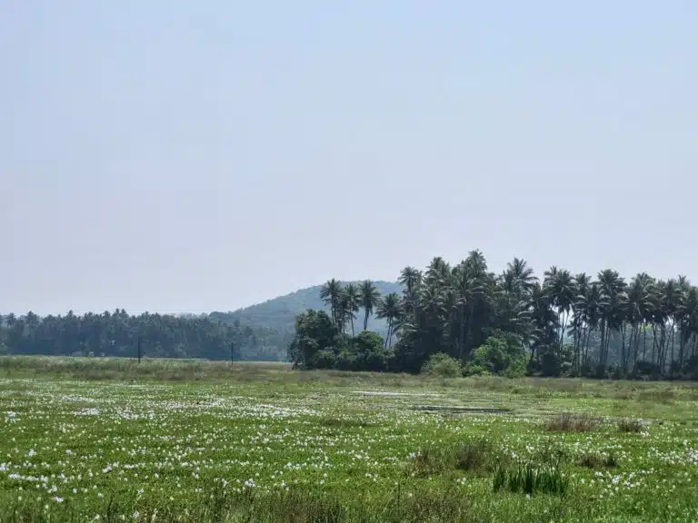 Natural Splendours of Aldona